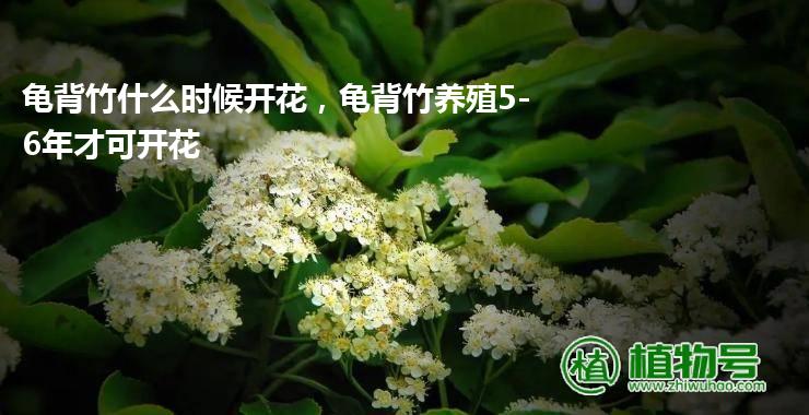 龟背竹什么时候开花，龟背竹养殖5-6年才可开花