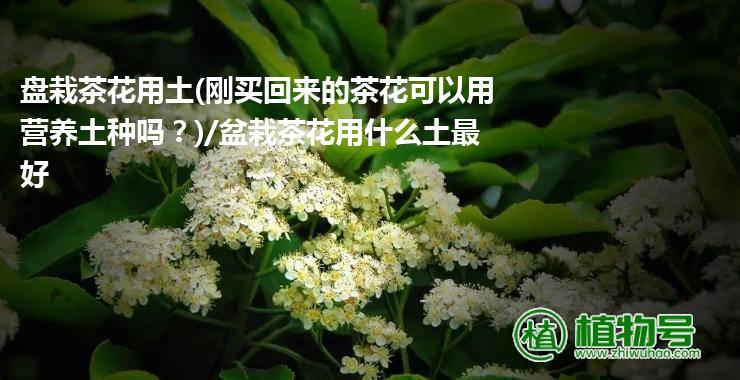 盘栽茶花用土(刚买回来的茶花可以用营养土种吗？)/盆栽茶花用什么土最好