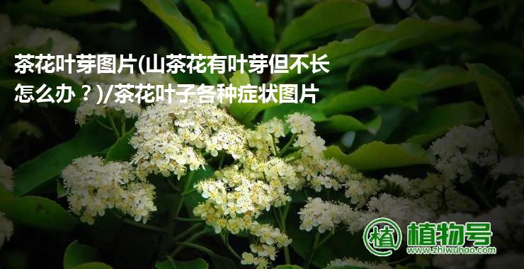 茶花叶芽图片(山茶花有叶芽但不长怎么办？)/茶花叶子各种症状图片