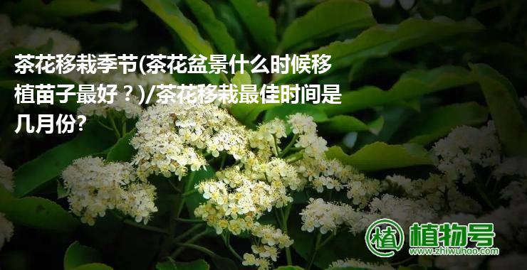 茶花移栽季节(茶花盆景什么时候移植苗子最好？)/茶花移栽最佳时间是几月份?