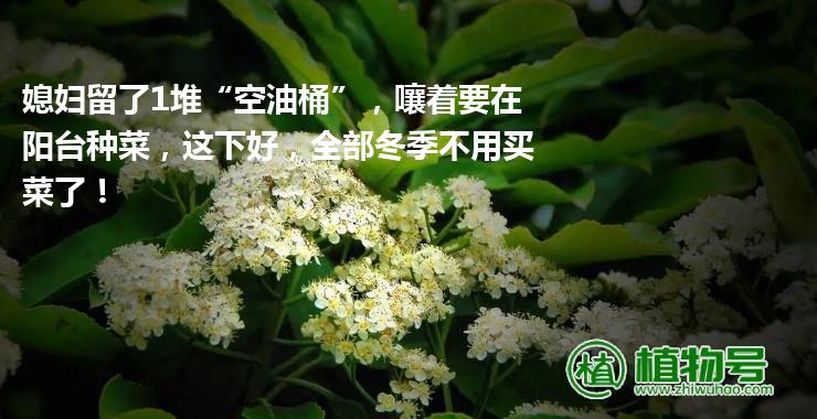 媳妇留了1堆“空油桶”，嚷着要在阳台种菜，这下好，全部冬季不用买菜了！