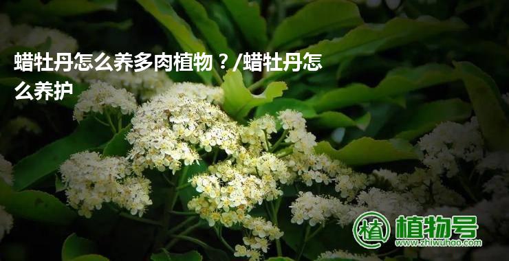 蜡牡丹怎么养多肉植物？/蜡牡丹怎么养护