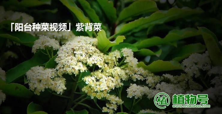 「阳台种菜视频」紫背菜