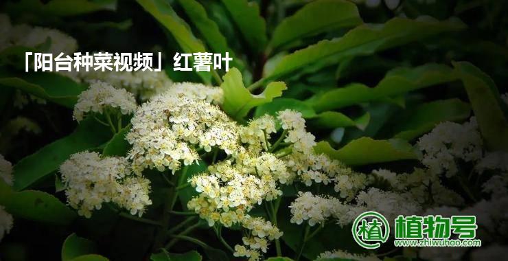 「阳台种菜视频」红薯叶