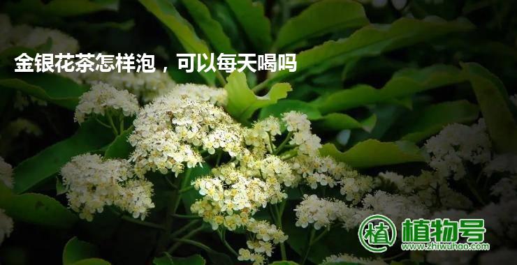 金银花茶怎样泡，可以每天喝吗