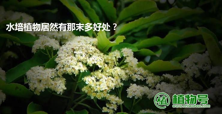 水培植物居然有那末多好处？