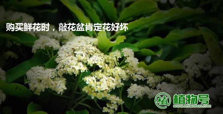 购买鲜花时，敲花盆肯定花好坏