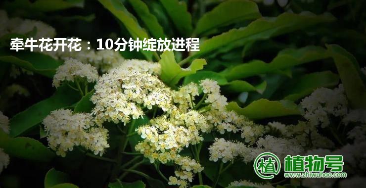 牵牛花开花：10分钟绽放进程