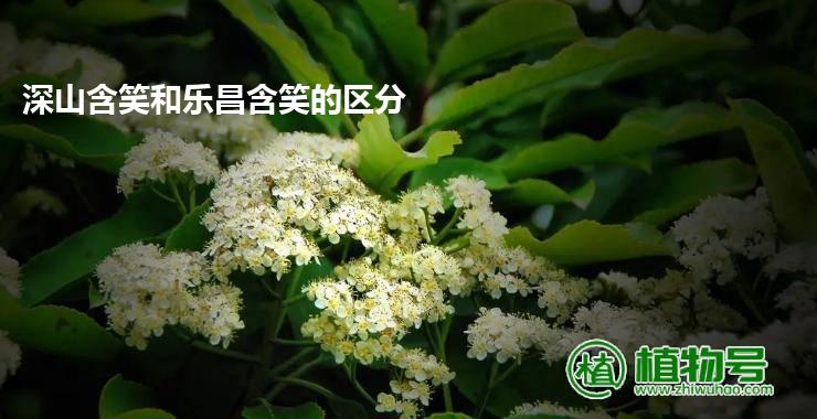 深山含笑和乐昌含笑的区分