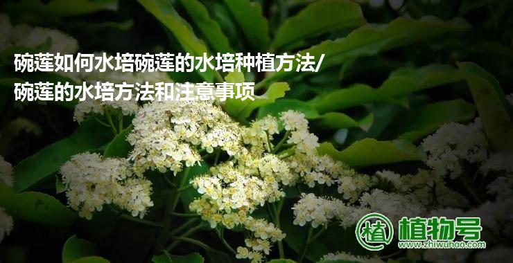 碗莲如何水培碗莲的水培种植方法/碗莲的水培方法和注意事项