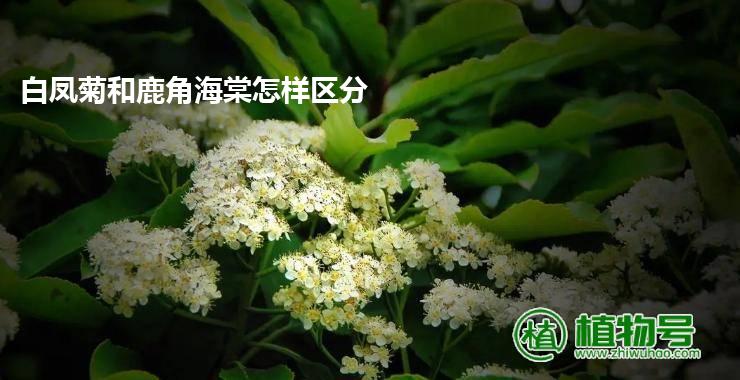 白凤菊和鹿角海棠怎样区分