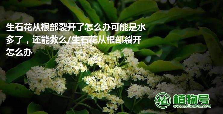 生石花从根部裂开了怎么办可能是水多了，还能救么/生石花从根部裂开怎么办