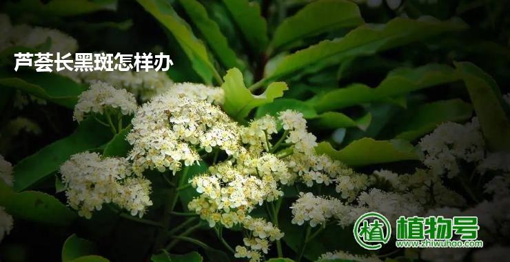 芦荟长黑斑怎样办