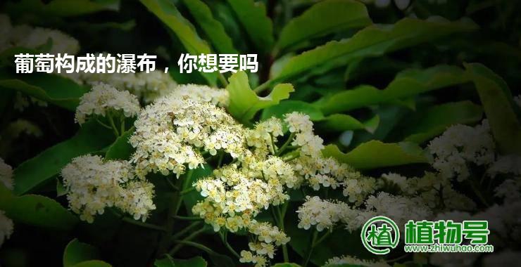 葡萄构成的瀑布，你想要吗