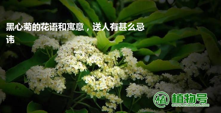 黑心菊的花语和寓意，送人有甚么忌讳