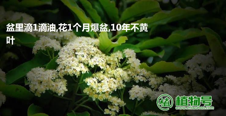 盆里滴1滴油,花1个月爆盆,10年不黄叶