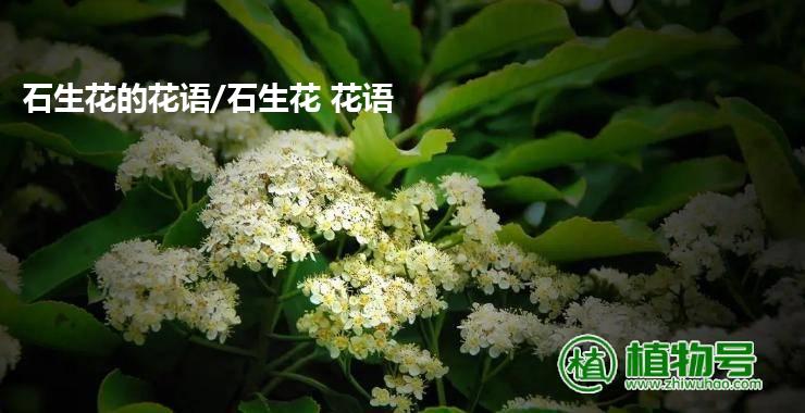 石生花的花语/石生花 花语