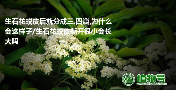 生石花蜕皮后就分成三.四瓣,为什么会这样子/生石花蜕皮撕开很小会长大吗