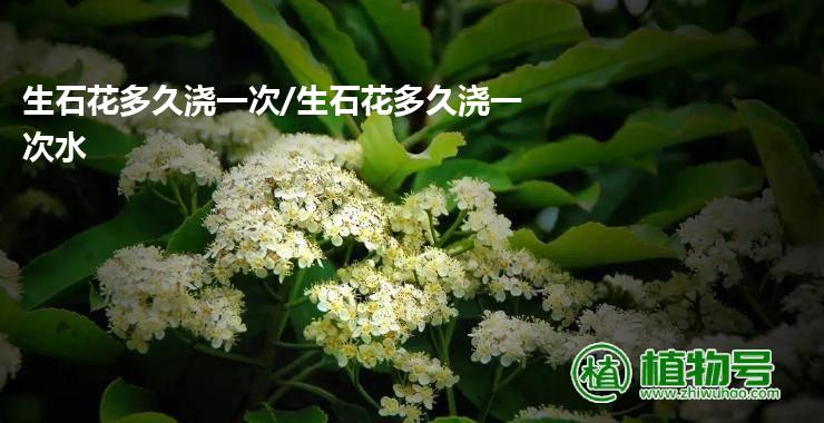 生石花多久浇一次/生石花多久浇一次水