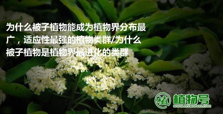 为什么被子植物能成为植物界分布最广，适应性最强的植物类群/为什么被子植物是植物界最进化的类群