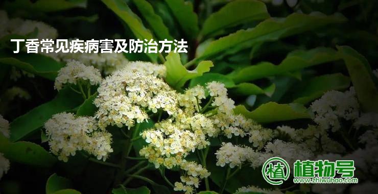 丁香常见疾病害及防治方法