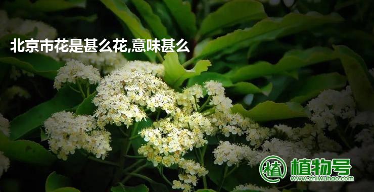 北京市花是甚么花,意味甚么