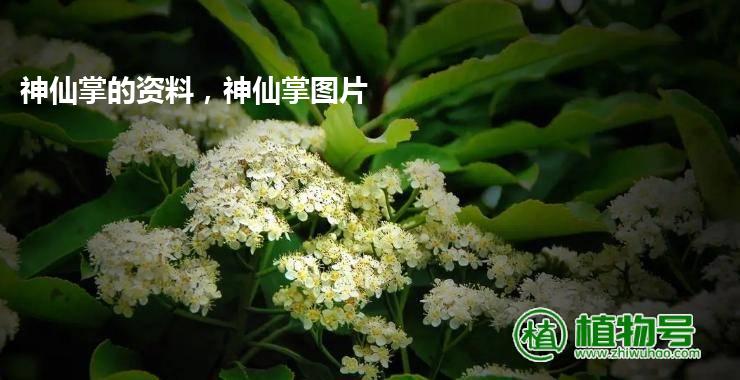 神仙掌的资料，神仙掌图片