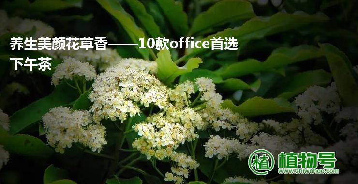 养生美颜花草香——10款office首选下午茶