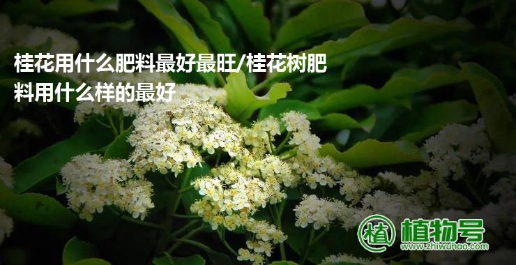 桂花用什么肥料最好最旺/桂花树肥料用什么样的最好