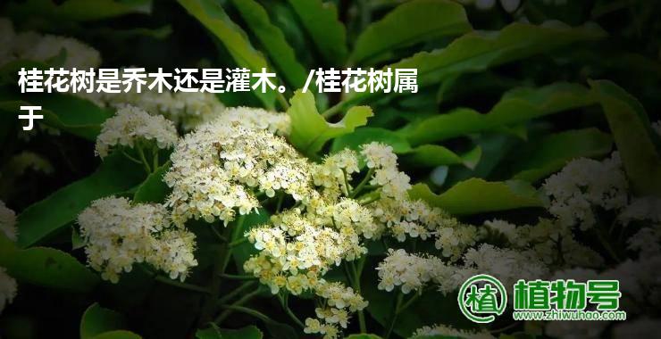 桂花树是乔木还是灌木。/桂花树属于