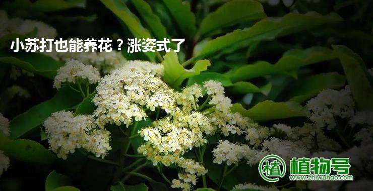 小苏打也能养花？涨姿式了