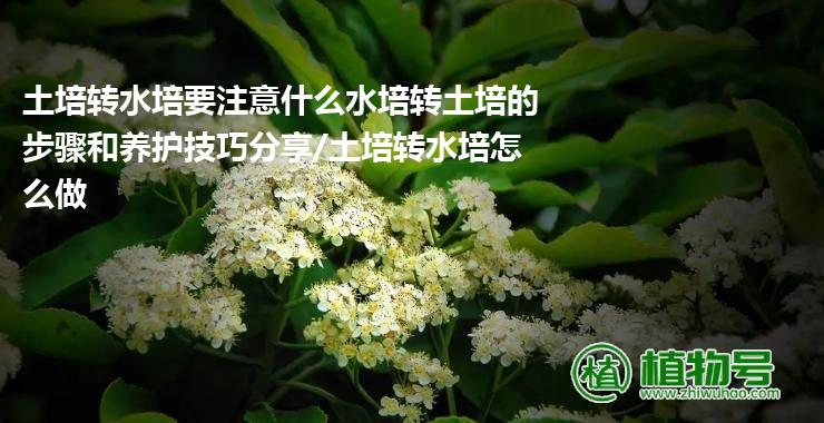 土培转水培要注意什么水培转土培的步骤和养护技巧分享/土培转水培怎么做