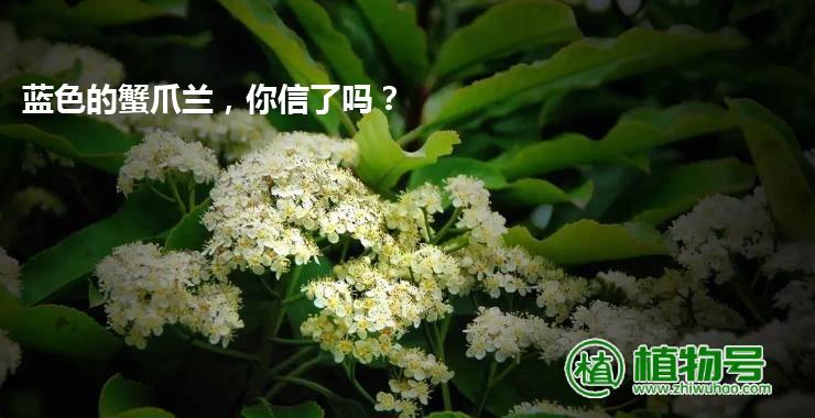 蓝色的蟹爪兰，你信了吗？