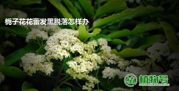 栀子花花蕾发黑脱落怎样办