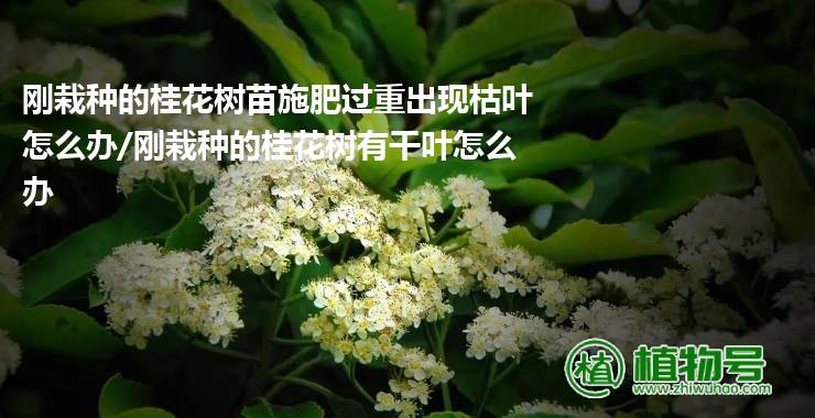 刚栽种的桂花树苗施肥过重出现枯叶怎么办/刚栽种的桂花树有干叶怎么办