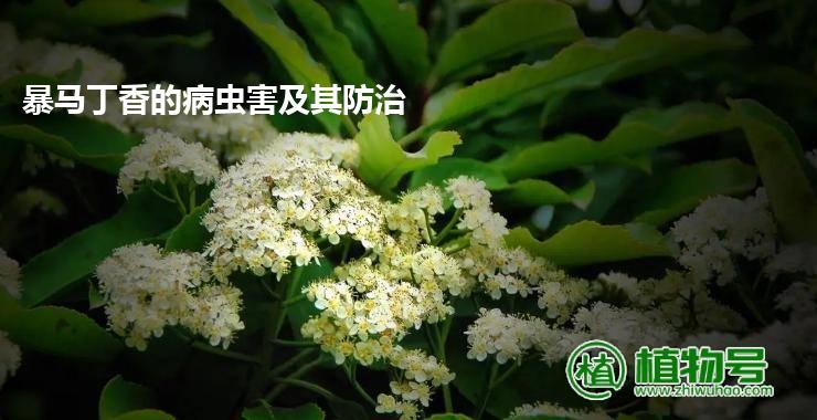 暴马丁香的病虫害及其防治