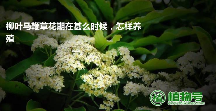 柳叶马鞭草花期在甚么时候，怎样养殖