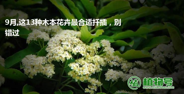 9月,这13种木本花卉最合适扦插，别错过