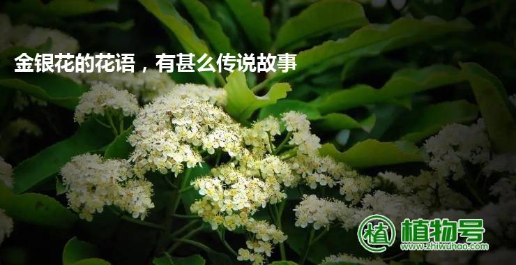 金银花的花语，有甚么传说故事