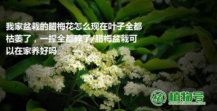 我家盆栽的腊梅花怎么现在叶子全都枯萎了，一捏全都碎了/腊梅盆栽可以在家养好吗