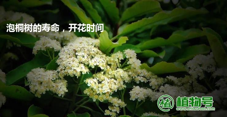 泡桐树的寿命，开花时间