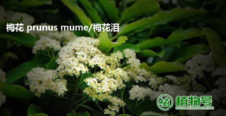 梅花 prunus mume/梅花泪