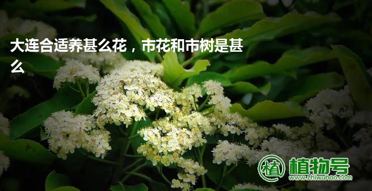 大连合适养甚么花，市花和市树是甚么