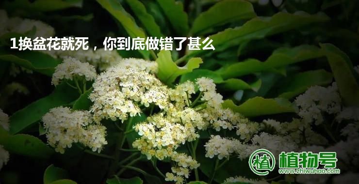 1换盆花就死，你到底做错了甚么