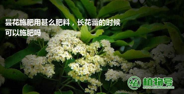 昙花施肥用甚么肥料，长花蕾的时候可以施肥吗