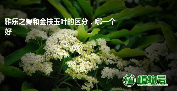 雅乐之舞和金枝玉叶的区分，哪一个好