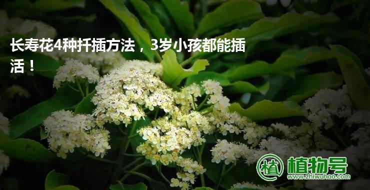 长寿花4种扦插方法，3岁小孩都能插活！