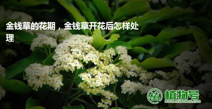 金钱草的花期，金钱草开花后怎样处理