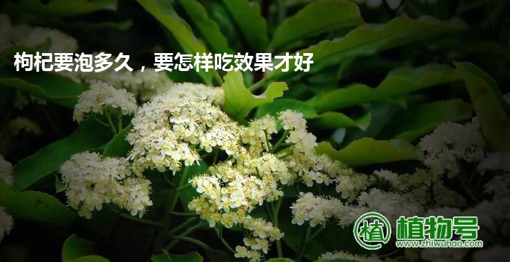 枸杞要泡多久，要怎样吃效果才好