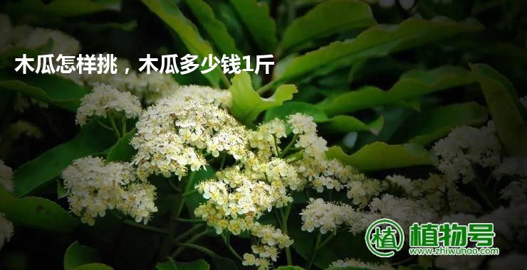 木瓜怎样挑，木瓜多少钱1斤